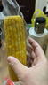 十月稻田 白糯玉米 8根 4.16斤 东北甜粘玉米 非转基因 低脂早餐 实拍图