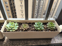 沭之美多肉植物桌面盆栽绿植DIY花卉  随机多肉20颗 不含盆 源头直发 实拍图