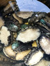 鲜京采 鲜活鲍鱼1斤（10-12只）保活到家 佛跳墙原料 源头直发 年货 实拍图