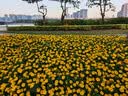 夏阳（XIAYANG）瓷砖除蜡剂2.5KG 地板清洁剂抛光除蜡木地板大理石地砖开荒除垢 实拍图