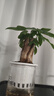发财树盆栽大植物室内办公室桌面客厅小盆景招财树苗绿植花卉盆栽 三杆发财树 5-8cm【透明储水盆】 【送肥料】 实拍图