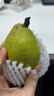 京鲜生 新疆库尔勒香梨 净重10斤 一级 单果100-120g 生鲜水果 实拍图