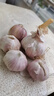 京喜自营精选大蒜水果蒜调料蔬菜火锅烧烤牛肉小龙虾食材 优惠5-6头 100g 单果3.5-5cm 实拍图