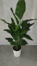 植男植女天堂鸟盆栽客厅室内好养大型落地真绿植办公室大叶植物源头直发 实拍图