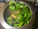 广东黑壳虾活体除藻鱼套餐除藻虾清洁虾观赏虾草虾鱼缸活体免包邮 黑壳虾包活60只+送40只备损共100 实拍图