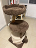 兽牌云端实木猫爬架小户型猫架带窝猫咪抓柱猫架子猫树猫窝猫抓板一体 小树屋【实木柱+大窝】 实拍图