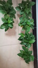 双盟 绿萝盆栽除甲醛花卉绿植办公室新房净化空气110款10盆装源头直发 实拍图