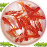金鱼草金鱼观赏鱼冷水好养耐活小鱼苗锦鲤 5-7cm 红草金买1条送1条（加备损） 实拍图