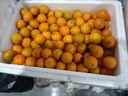 广西融安金桔当季新鲜水果柑橘脆蜜滑皮金柑年货送礼物产地直发 【5号果】净重1.8斤（划算） 实拍图