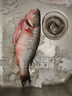 鲜活冲浪河鲈鱼400-500g/条 实拍图
