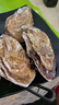 鲜京采 鲜活生蚝3XL 净重5斤 13-18只 鲜活到家 源头直发 年货送礼 实拍图