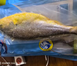 海名威宁德三去大黄鱼 对半厚切黄花鱼 净重2斤/3片装 海鲜 生鲜 年货节 实拍图