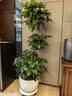 叹为观止大型植物发财树各种大颗盆栽开业乔迁客厅办公室内好养大型花卉 三层幸福树【1.5-1.7米】 含盆 实拍图