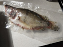 仙泉湖三去桂花鱼400g/条净膛冷冻鳜鱼无细刺年货海鲜水产食材 实拍图