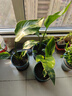 种花迷水培天堂鸟盆栽花卉植物室内客厅绿植面鹤望兰吸甲醛四季好养活 精品水培天堂鸟40-50厘米3棵【不含瓶】 实拍图