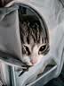 DO DO PET宠物背包猫包外出便携宠物包太空舱猫咪小狗透气双肩包包书包大号 灰色(拓展款-可变帐篷)【京东送货上门】 建议12斤内猫咪，8斤内狗狗使用 实拍图
