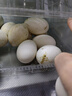 百世富泽（BAISHIFUZE）【百世富泽】黄河滩大鹅蛋新鲜正宗土鹅蛋农家自养孕妇超大鹅蛋 12枚130-150克 实拍图