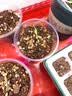 阿诺玛（AROMA）吉他变调夹力度可调节民谣吉他金属移调夹可拔弦钉AC-30木纹色 实拍图