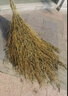 姚河竹扫把大号老式马路扫帚庭院户外扫把工厂车间专用笤帚一体五把装 实拍图