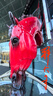 贝尔莎（bertha）东海天然水晶镜片品牌老花镜男石头眼镜高档高清晰防刮耐磨送父亲 实拍图