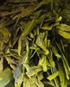 西湖牌2025新茶上市绿茶优选雨前浓香龙井茶传统纸包春茶200g自己喝 实拍图