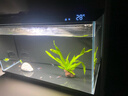 米家小米米家智能生态鱼缸还原自然生态补仓一次三月无忧出差旅行必备 实拍图