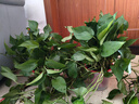 双盟绿萝盆栽除甲醛花卉绿植办公室新房净化空气160红2盆源头直发 实拍图