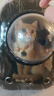 licheers猫包外出大号宠物背包便携太空舱猫笼狗袋双肩透气大容量猫咪书包 实拍图