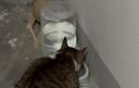 疯狂的主人猫咪狗狗饮水机猫粮全自动喂食器猫碗狗碗用品猫投喂宠物喝水神器 实拍图