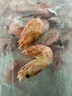 仁豪水产 熟冻北极甜虾 净重1斤 60-85只/袋 即食冰虾 家庭聚餐 年货送礼 实拍图