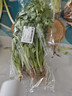【24小时菜】香菜100g   实拍图