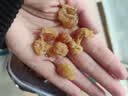 福茗源花果茶 桂圆肉500g 特级品质精选莆田无核免剥桂圆干龙眼肉泡水 实拍图