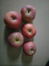 正宗山东红富士苹果丑苹果新鲜水果当季脆甜冰糖心苹果嘎啦果 带箱2斤55mm+ 实拍图