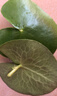 水培一叶莲浮萍迷你水草净化水质鱼缸造景睡莲花水生水养花卉植物 一叶莲 【1片装】尺寸8-11厘米 实拍图