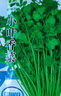 【随种随吃】调料菜种子组合春季四季易种耐热阳台盆栽通种蔬菜 小叶香菜种子2包约2000粒 一包约1000粒 实拍图