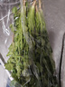 带根香菜100g 实拍图