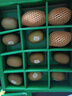 佳沛（zespri）意大利 阳光金奇异果12粒年货礼盒特大果单果约122-146g 猕猴桃 实拍图