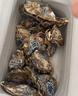 贝司令 鲜活乳山生态生蚝6XL 净重9斤 12-16只 生鲜源头直发 年货送礼 实拍图