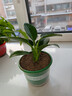 新大叶金钻绿公主盆栽植物除甲醛绿植办公室四季常青室内客厅摆放 【1盆】金钻+基地原盆 含盆高度15-20厘米 实拍图