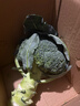 轻食西兰花绿色花菜花椰菜减脂低卡新鲜蔬菜产地批发 新鲜青花1斤【西兰花】 实拍图