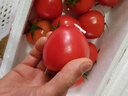 京鲜生沙瓤粉西红柿 净重3斤 单果100g+果菜两吃 源头直发 【搜生鲜馆】 实拍图