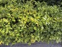 四季沐歌304不锈钢厨房水槽置物架碗碟用具洗碗架沥水架可伸缩水池收纳架 【雅黑】双层86cm长套装 实拍图