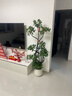 叹为观止大型植物发财树各种大颗盆栽开业乔迁客厅办公室内好养大型花卉 造型鸭脚木【1.4-1.6米】 含盆 实拍图