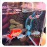 米家智能生态鱼缸定时喂食智能鱼缸+画法几何增氧泵套装 实拍图
