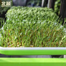 北蔬 水培蔬菜豌豆种子芽苗菜育苗盘种植盒套装 加深盘水培豌豆苗套餐 实拍图
