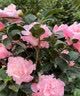 盆栽茶花苗 四季香妃茶花盆栽带花苞浓香型庭院室内好养五色赤丹树苗花卉植物 精品五色茶花 2年苗 实拍图