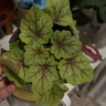 矾根花苗室外植物盆栽大苗耐寒庭院观叶组合草花小苗地栽绿植花卉 黄金斑马 110#大苗 不含盆 实拍图