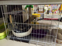 【京东快递】白色多层猫笼子超大空间家用猫窝猫睡玩一体猫咪折叠 双层【豪华套餐】一层厕所+二层休息XL-84*61*67cm 实拍图
