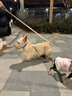麦富迪 宠物狗狗零食 火腿肠成犬幼犬训练奖励混合味2kg 实拍图