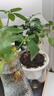 大叶金钻绿公主四季常青吸甲醛室内绿植可水培净化空气易活好养 大叶金钻/铂金钻盆栽随机发 1盆（约15厘米左右） 实拍图